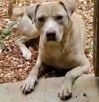 adoptable Dog in Milledgeville,GA named Sprocket
